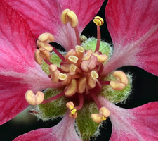 Makrofoto af rød æbleblomst