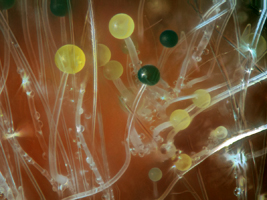 Ekstrem makrofoto af svamp